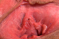 Gape My Pussy Renew Membership s2